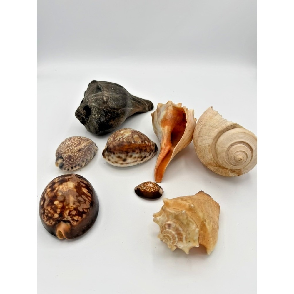Mixed Seashell Lot Conch Cowrie Ocean Shells Assorted Beach Decor Craft Display